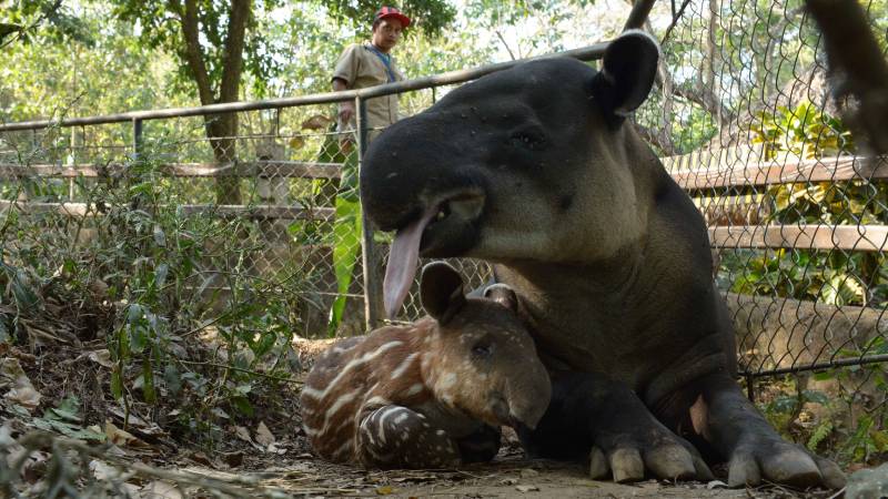 Furesa- Tapir-nacimiento- Tapirela