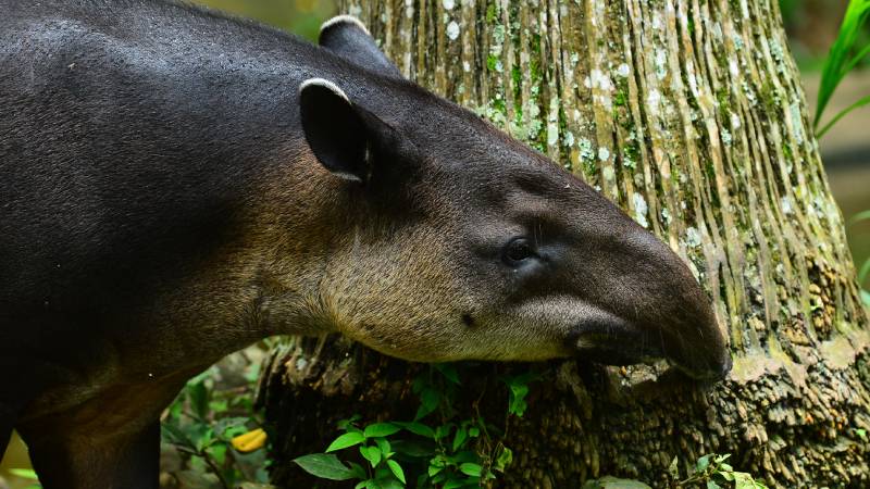 Furesa- Tapir-nacimiento- Tapirela