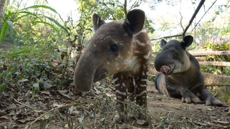 Furesa- Tapir-nacimiento- Tapirela