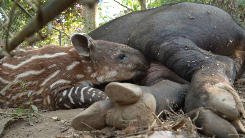 Furesa- Tapir-nacimiento- Tapirela