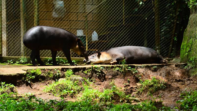 Furesa- Tapir-nacimiento- Tapirela