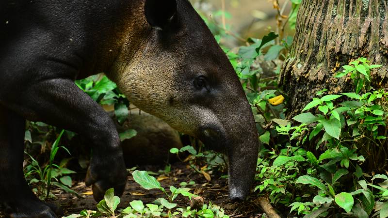 Furesa- Tapir-nacimiento- Tapirela