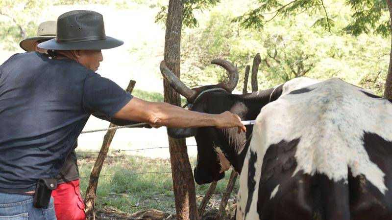 Ganado gusano barrenadro