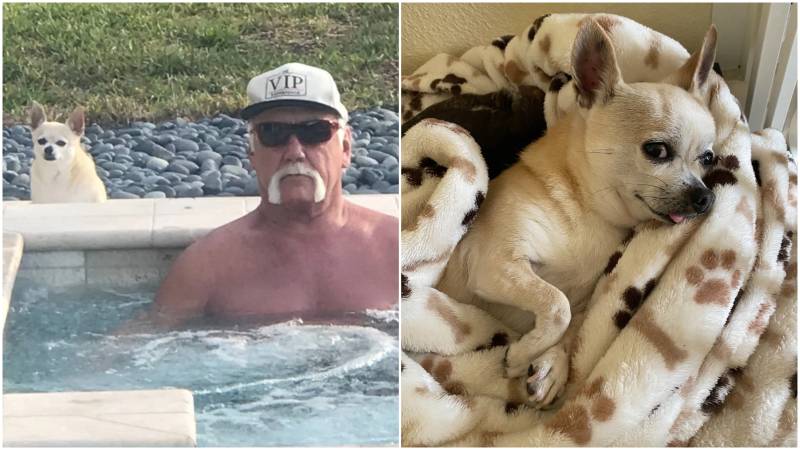 Hulk Hogan junto a Pumpkin Spice