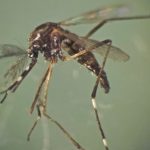 Investigacion dengue-zancudos-UES-1