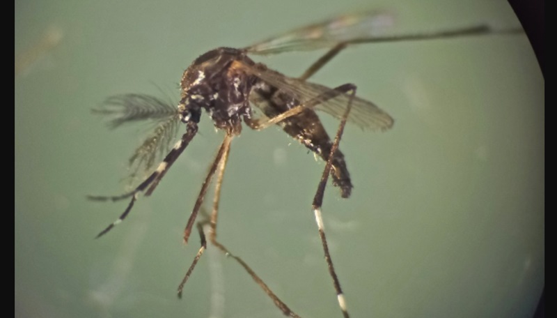 Investigacion dengue-zancudos-UES-1