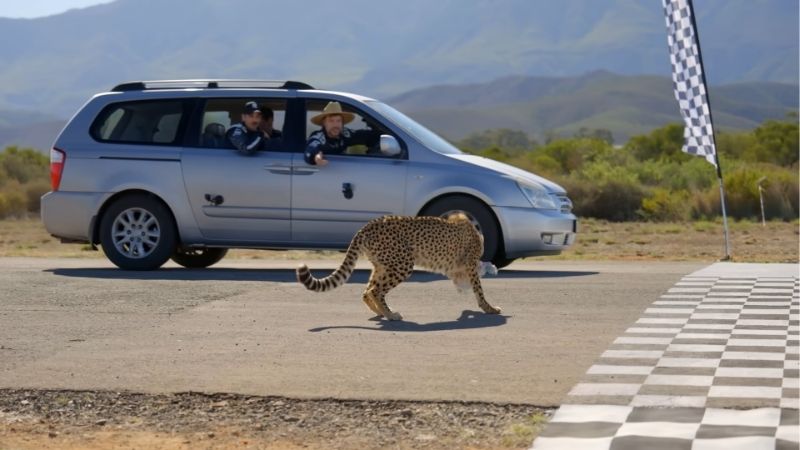 MrBeast animales videos