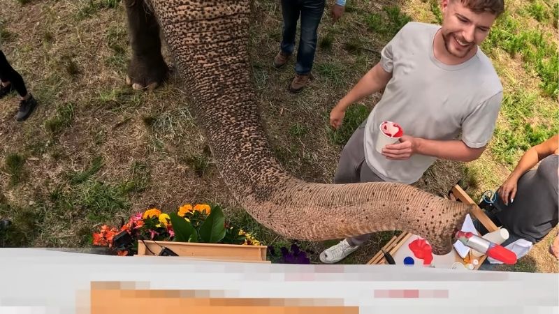 MrBeast animales