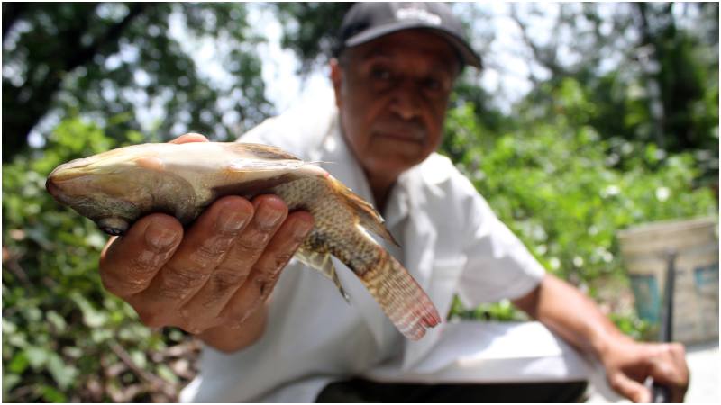 El ingeniero Ruano toma una muestra de tilapia. Foto Wilfredo Díaz 