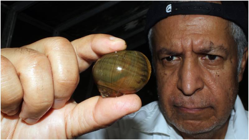 Ruano muestra un caracol de agua dulce del género Pomacea, es combustible, pero se procesa con calor para eliminar patógenos. Foto / Wilfredo Díaz 