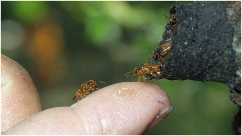 Abejas sin aguijón, conocidas popularmente como chimuelos, protegiendo la entrada de un panal. Foto / Wilfredo Díaz