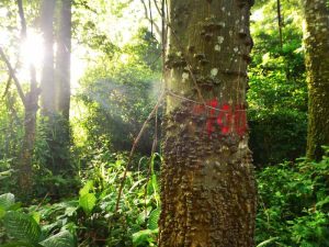 Finca El Espino, cerca del Ministerio de Relaciones Exteriores, ser! deforestada por la construccin del nuevo Cifco por el gobierno de China.