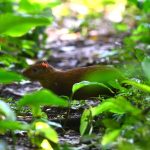 Finca El Espino, hogar de especies silvestres  en donde se construirá el nuevo CIFCO