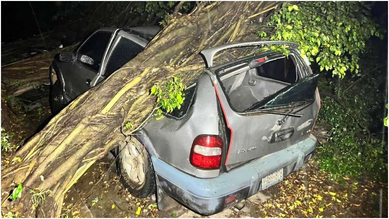 Así quedó un carro tras ser aplastado por un árbol de gran tamaño. Foto / Cortesía