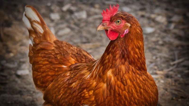 Bad Bunny usa gallinas en su presentaciones.