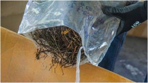 Paquete con marihuana. Foto / Referencia FGR