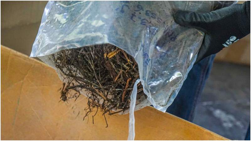 Paquete con marihuana. Foto / Referencia FGR