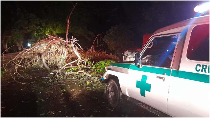 Estas fueron las ramas que cayeron sobre la víctima. Foto / Cortesía 