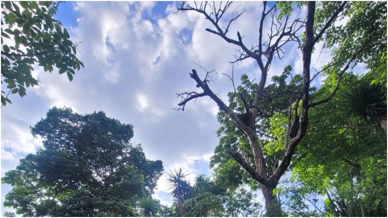 Una rama de este árbol le cayó a la menor. Foto / Cortesía Cruz Verde