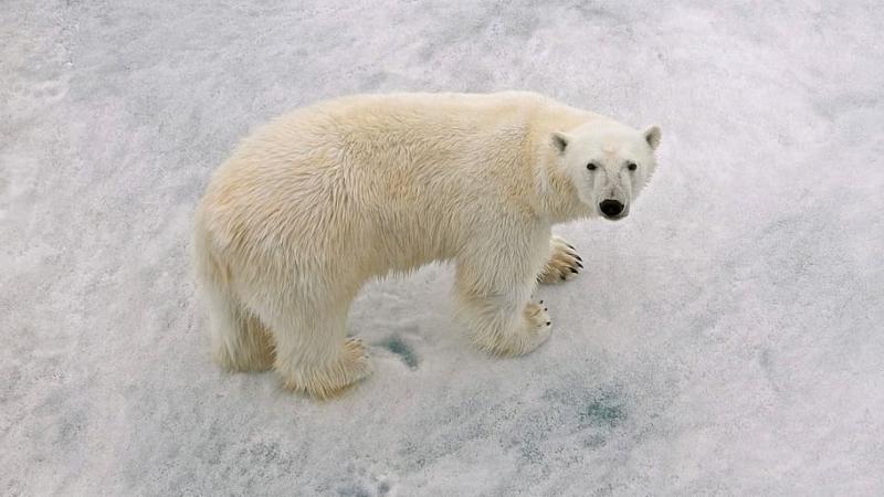 oso polar