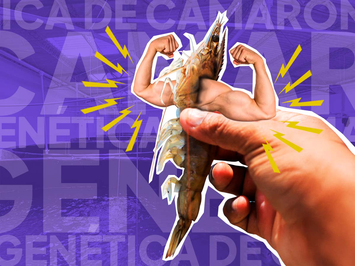 camaron genetica montaje mag ilustracion