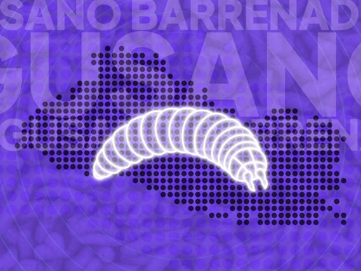 Enfermedad de gusano barrenador en El Salvador