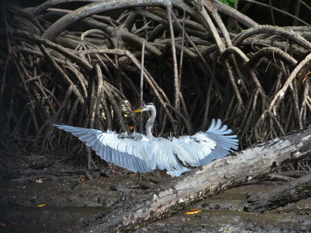 Aviturismo en el salvador