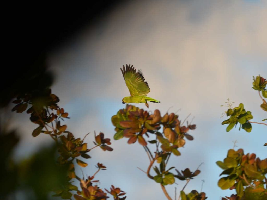 Aviturismo en el salvador
