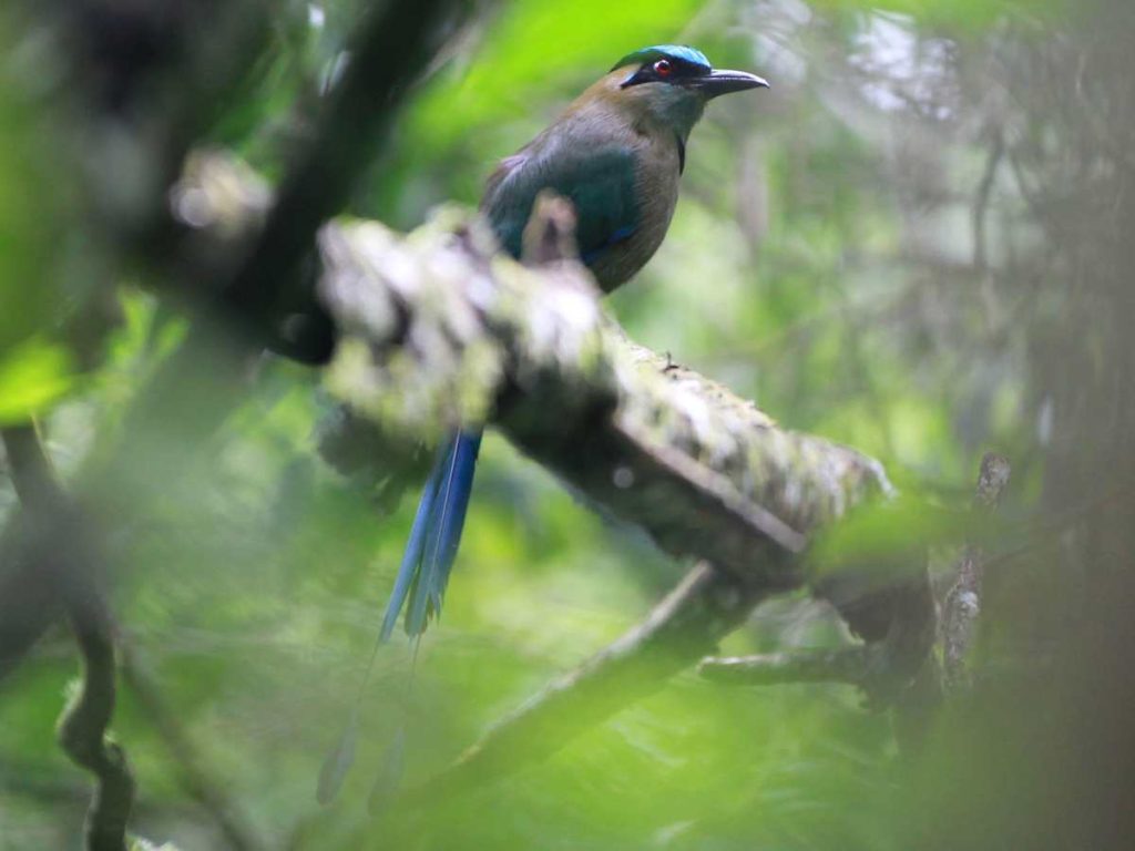 Aviturismo en el salvador