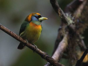 Cinco rutas imperdibles para ver aves en El Salvador