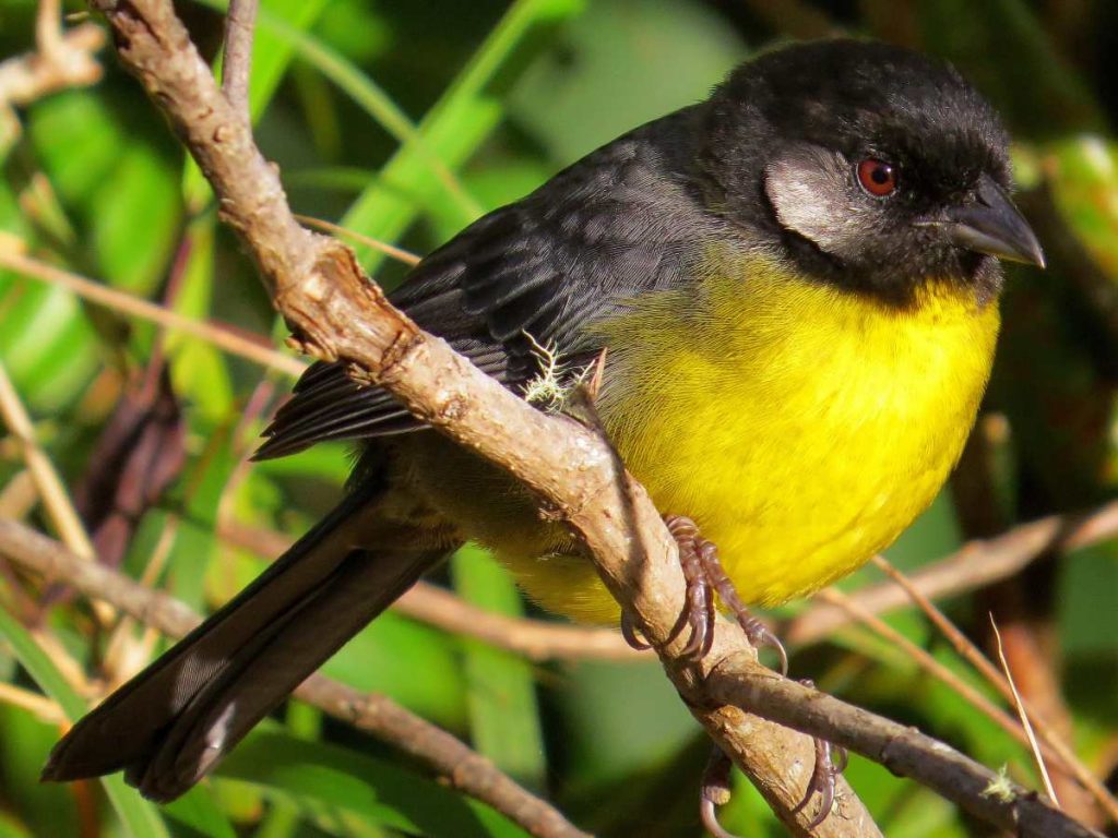 Aviturismo en el salvador
