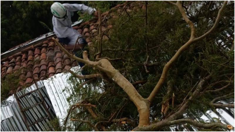 Este árbol cayó sobre una casa en San Pablo Tacachico. Foto / Cortesía Cruz Verde