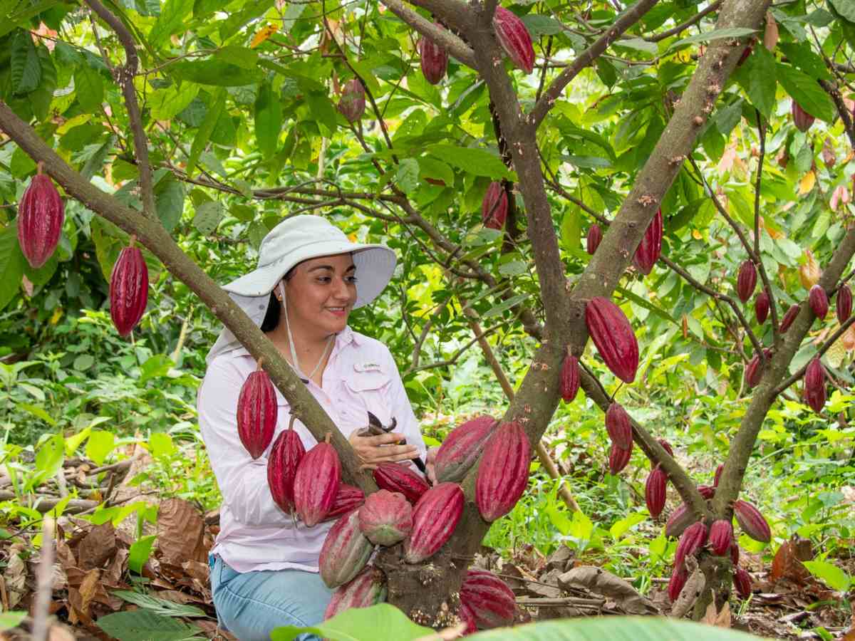 dinero-negocios-cooperativa-cacao