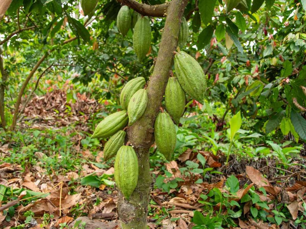 chocolate-cacao-elsalvador