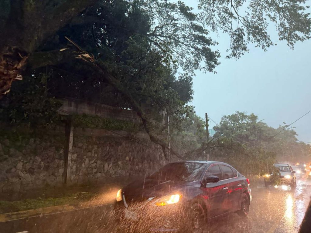 rama de árbol cae sobre calle el mirador