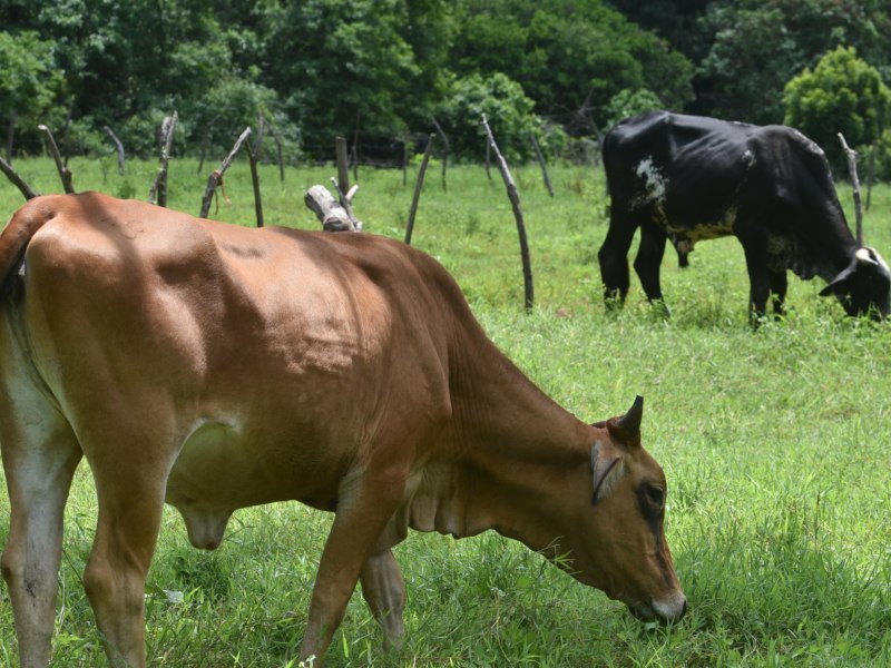Gusano barrenador afectando al ganado salvadoreño