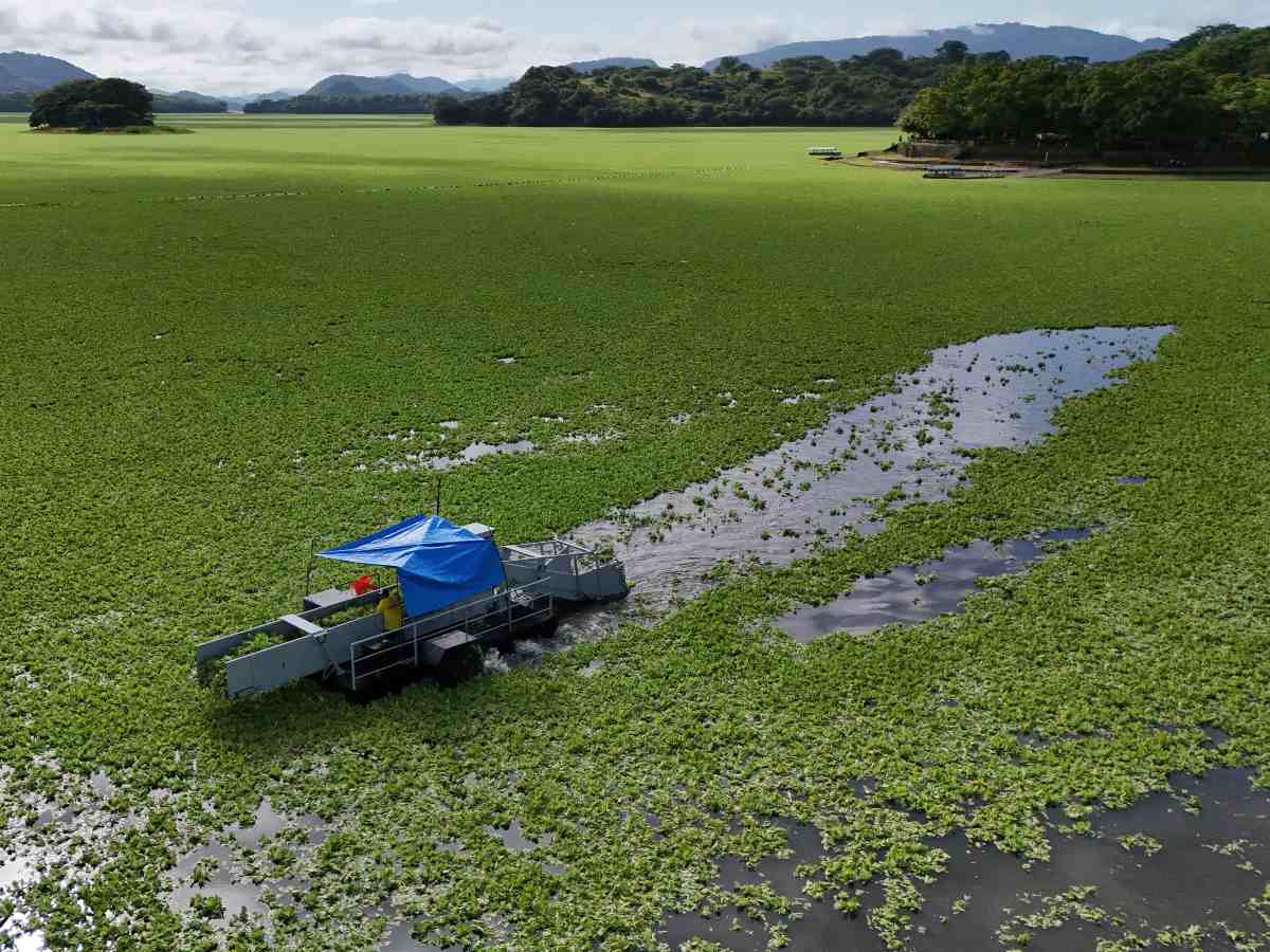 Equipos del MOPT realizaron labores intensas para retirar la lechuga acuática y restablecer el equilibrio del ecosistema.