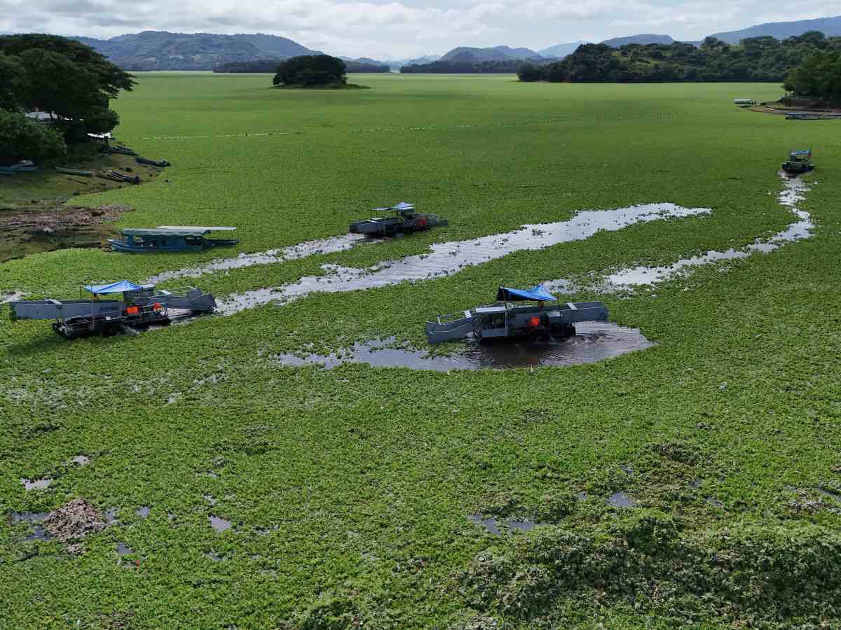 Lago Suchitlán está siendo afectado por la lechuga de agua