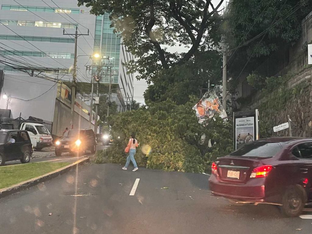 cáida de árbol en el paseo general escalón