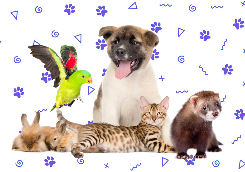 Imagen donde aparece un perro, un gato, un perico y animales silvestres