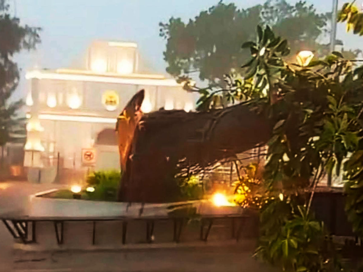 árbol caído en San Vicente