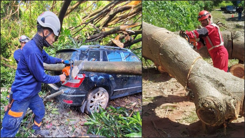 Protección Civil y Cruz Roja en la remoción de árboles que cayeron en vehículo y casa. Foto: Prensa AMSSC/Cruz Roja Salvadoreña
