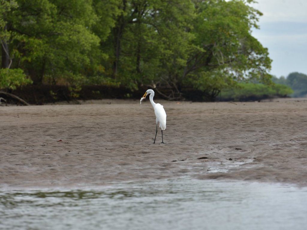 El Estero de Jaltepeque es hogar de fauna local y migratoria. Fotografía/ archivo