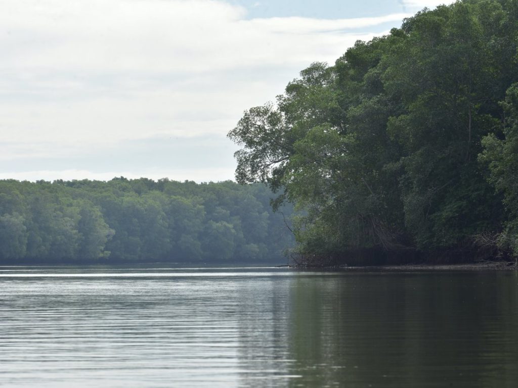 El Estero Jaltepeque es una joya natural que sigue viva gracias al esfuerzo de quienes lo protegen
