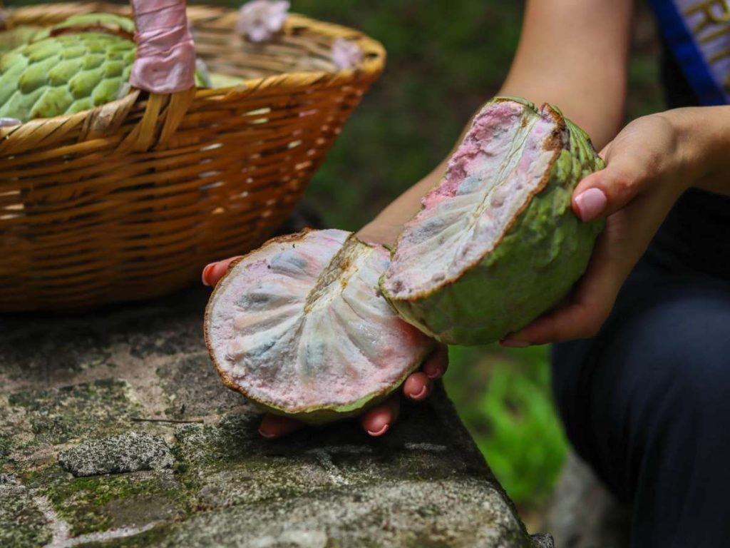 Interior de una anona 
