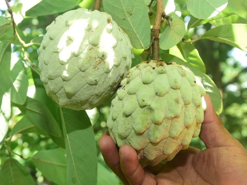 Arbolito de anona en panchimalco