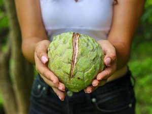 Festival de la anona en Panchimalco