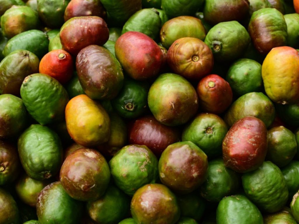 Jocotes de corona en El Salvador 