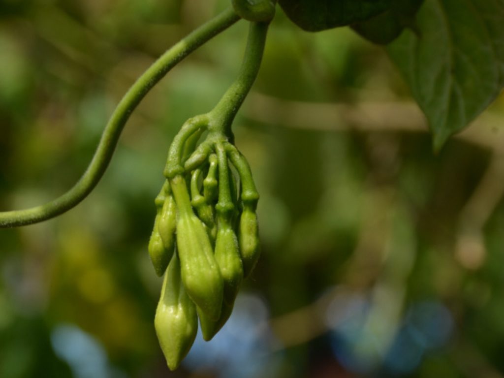 Festival del loroco en El Salvador