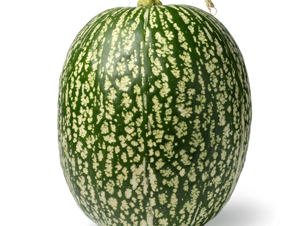 vida-dulce-chilacayote-el-salvador